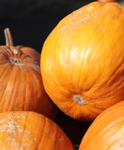 To tutaj mieści się królestwo dyń. Jest ich tak dużo, że aż trudno policzyć