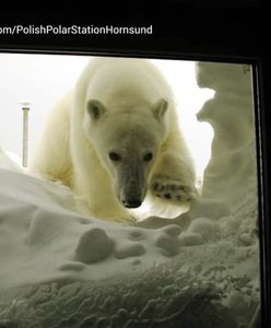 Arktyczne mrozy i niedźwiedzie polarne. Ci Polacy są tym zachwyceni