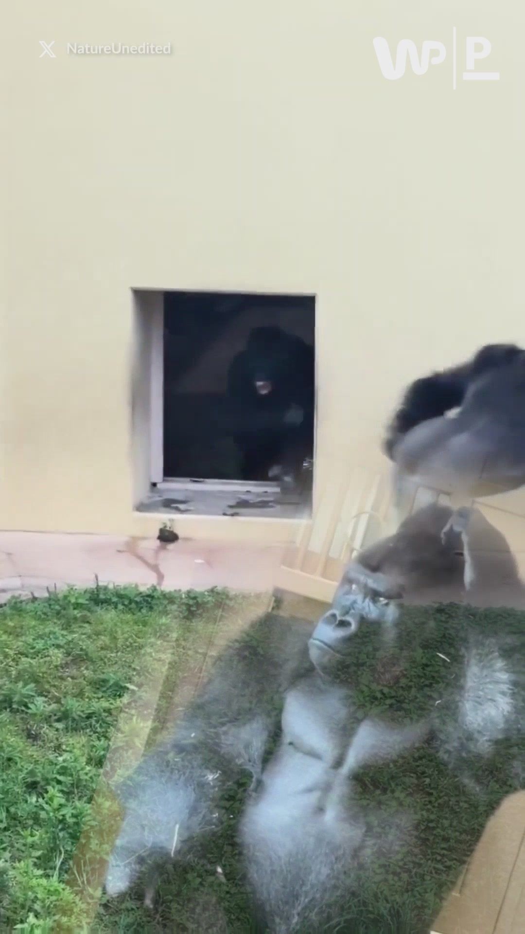 Kłótnia goryli. A później? To wideo jest hitem