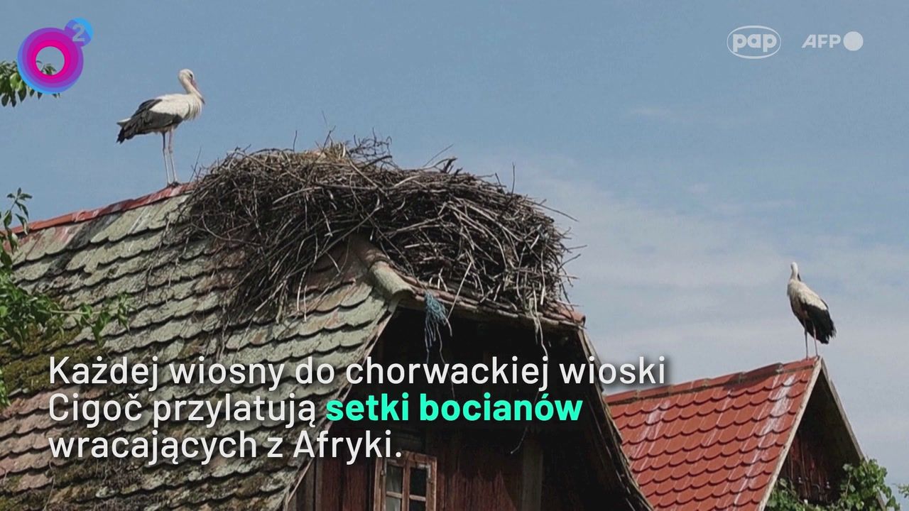 W tej wiosce bocianów jest więcej niż ludzi. Niezwykły widok przyciąga turystów