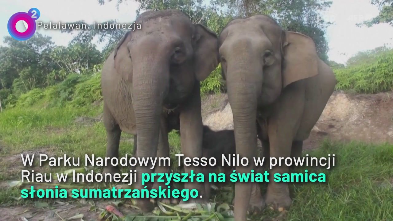 Nadzieja dla ginącego gatunku. Niezwykłe narodziny w Tesso Nilo