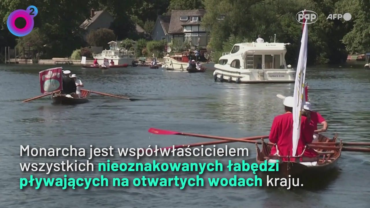 Tak wygląda królewska tradycja na Tamizie. Nagranie robi wrażenie