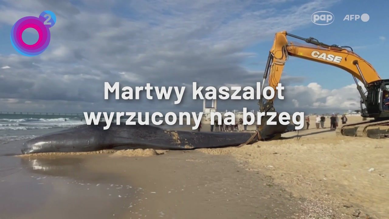 Gigantyczny kaszalot wyrzucony na plażę w Izraelu. Ciężki sprzęt w akcji