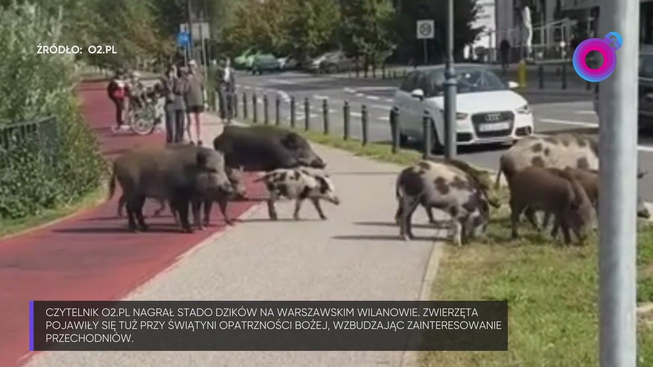 Były tuż przy kościele. Psy się ich bały. "Takiego stada nie widziałem"