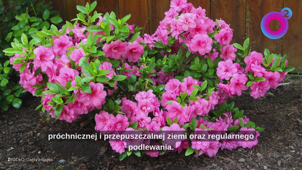 Co sadzić we wrześniu? Te krzewy mogą teraz trafić do ogrodu