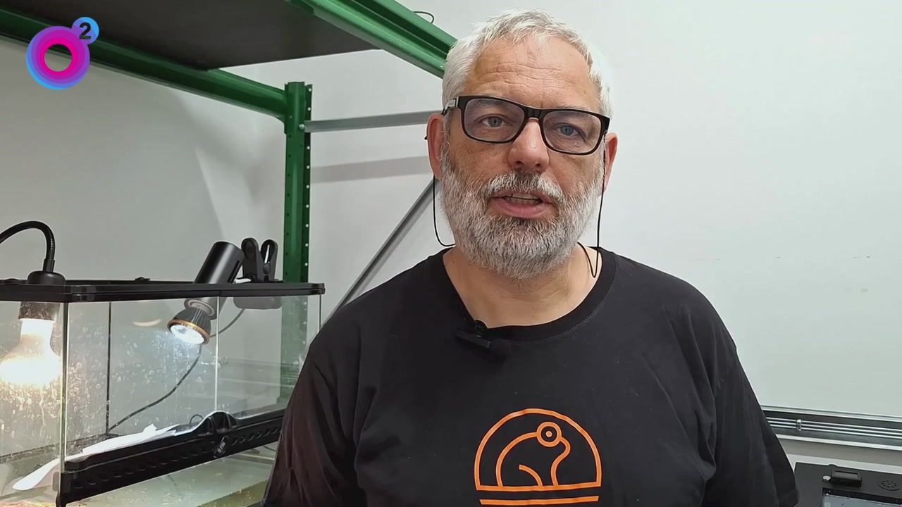 Małe żółwie przyszły na świat. Nagranie pokazuje wyjątkowy moment