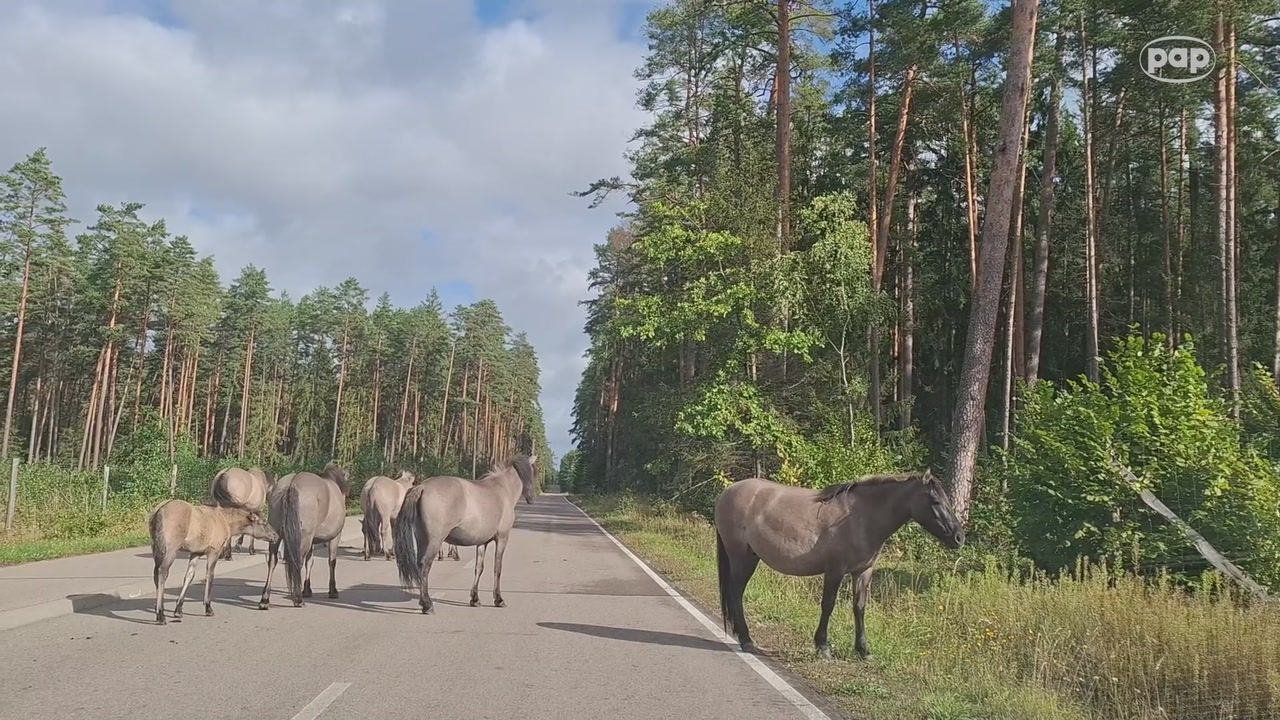 Polski cud natury. Zachwyca naukowców z całego świata
