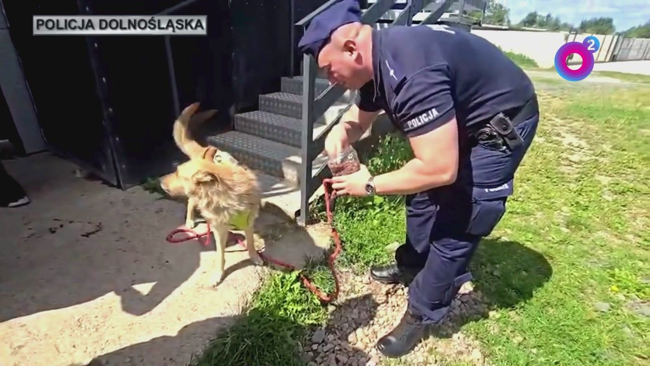 Dramat psa z Kłodzka. 38-latek przypalał go papierosami. Nie uniknie kary