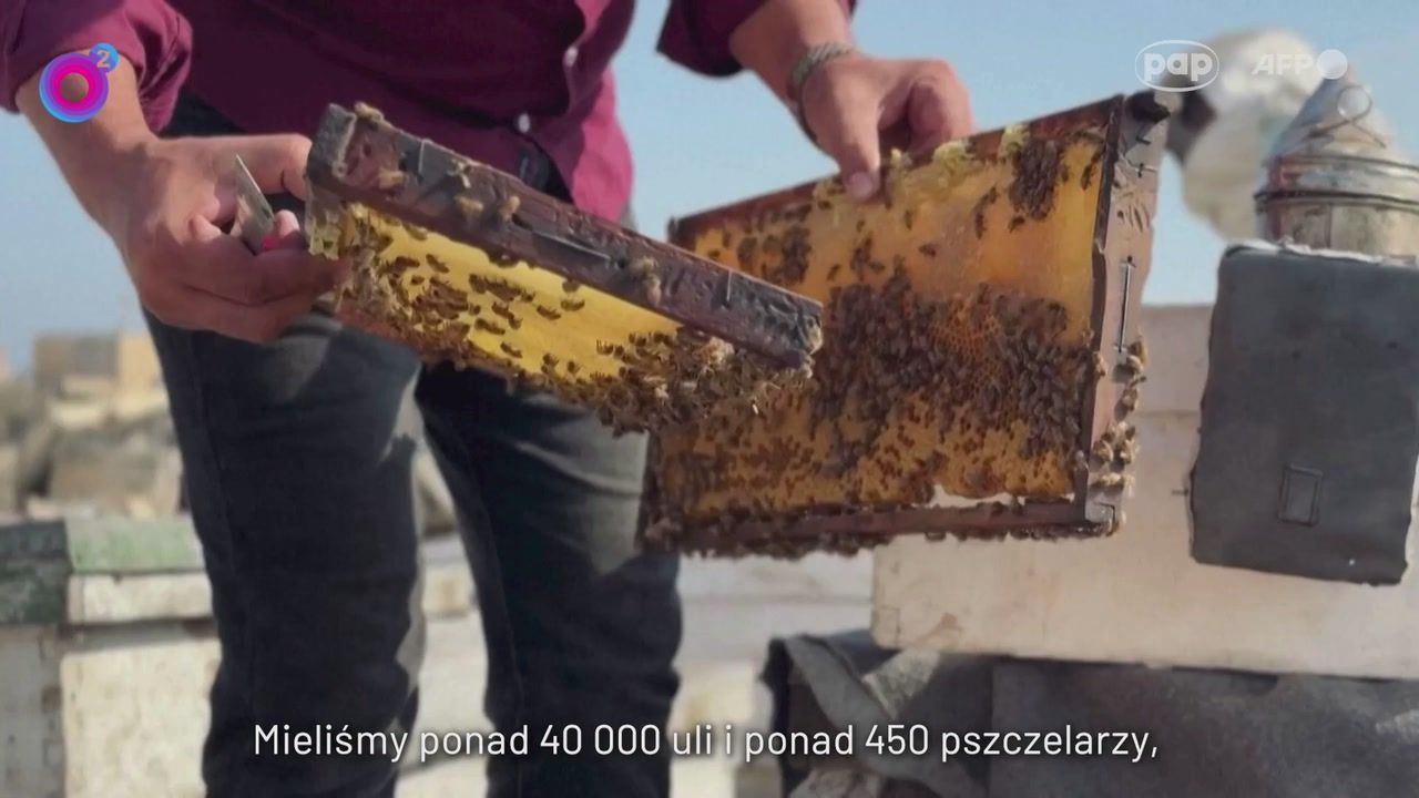 Pszczelarz z Gazy pokazał swoje ule. Wojna zmieniła wszystko