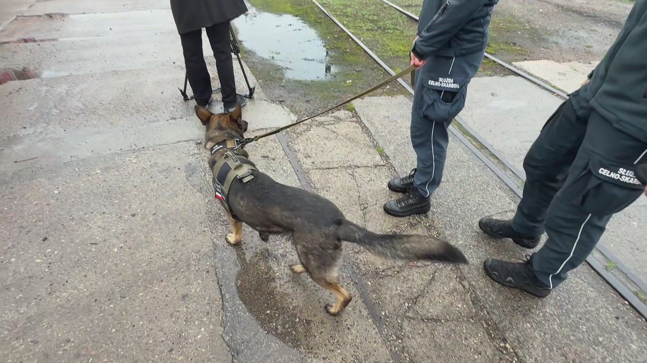 Zespoły kynologiczne KAS i Policji szkoliły się na bocznicy kolejowej