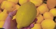 Kupujesz cytrynę? Taką omijaj szerokim łukiem