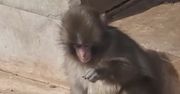 Wideo z Japonii. Mały makak podbija internet