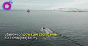 H5N1 pustoszy Antarktydę. Naukowcy alarmują