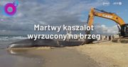 Gigantyczny kaszalot wyrzucony na plażę w Izraelu. Ciężki sprzęt w akcji