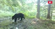 Niedźwiedź w kałuży. Zabawne nagranie z fotopułapki w Bieszczadach