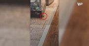 Wideo z lotniska. Pasażerowie piszczeli i krzyczeli