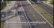 Nagle wbiegł na pas ekspresówki. Tego kierowcy się nie spodziewali