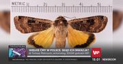 "Coś musiało się stać." Entomolog komentuje pojawienie się wielkich ciem