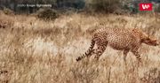 Ukradli gepardowi kolację. Zaskakujące wideo z Parku Narodowego Krugera