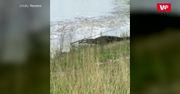 Aligator złowił okazję. Chwila nieuwagi i rybak stracił swoją wędkę