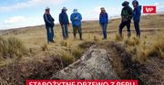 Gigantyczne, starożytne drzewo z Peru. Naukowcy badają jego sekrety