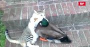 Kot kontra kaczka. Przezabawne nagranie podbija internet