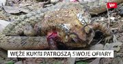 Azjatycki wąż zjada narządy jadowitej ropuchy