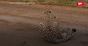Gepard kontra antylopa. Brutalne polowanie uwiecznione na nagraniu