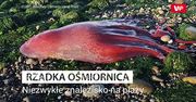 Bardzo rzadka ośmiornica. Niezwykłe znalezisko na plaży