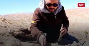 Drapieżnik z odmętów prehistorii. Zaskakujące odkrycie na pustyni w Chile