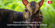 We wrocławskim zoo przyszedł na świat myszojeleń