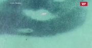 Pływali z rekinami. Nagranie dronem z australijskiej plaży