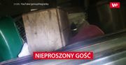 Nieproszony gość. Nagranie Amerykanina