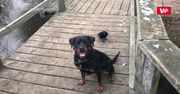 Rottweiler i wrona. Właściciel parsknął ze śmiechu