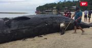 Najpierw poczuli smród. Na plaży leżał 12-metrowy "potwór"