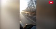 Dostrzegł przy drodze łosia. Sekundę później zdziwił się jeszcze bardziej