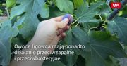 Warto jeść figi