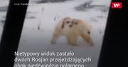 Wrzucili do sieci nagranie z niedźwiedziem. Niebywałe, co ma na grzbiecie