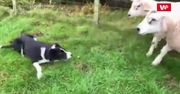 Pies kontra owca. Zobacz, jak to się skończyło