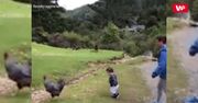 Szarżujący baran. Matka zareagowała w ostatniej chwili