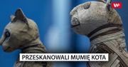 Przeskanowali mumię kota