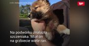 Przygarnęła szczeniaczka. Weterynarz zalecił badania DNA i zdębiał