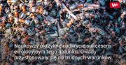 Mrówki kanibale wydostały się z atomowego bunkra