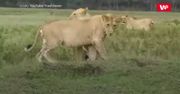 Pokazał im, kto tu rządzi. Lwy nie wiedziały co zrobić