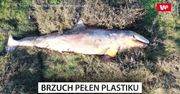 Znaleźli ją na plaży. W brzuchu miała pełno plastiku