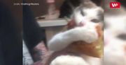 "Nie oddam". Zabawne nagranie kota z pizzą