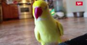 Gadająca papuga hitem Internetu