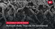 Najstarszy grzyb świata. Wykopali skałę, tego się nie spodziewali