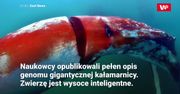 Inteligentne kałamarnice. Wyniki badań zaskoczyły naukowców