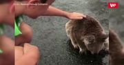 Australia po ulewach. Spragniony koala zlizuje wodę z asfaltu